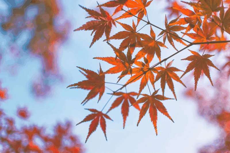 中文到底有多美?看了這(zhè)些詞你就知道(dào)啦!一定要講給孩子